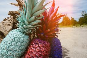 Bright Colorful pineapples