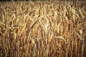 Field Wheat Summer