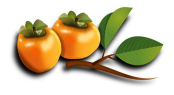 drawn orange persimmon on white background