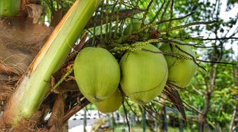 Large Coconut Cooking