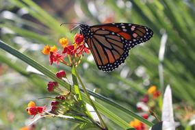 Close-up of the colorful and beautiful, patterned butterfly, on the colorful flowers, among the green grass