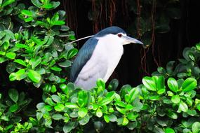 black and white tropical bird on green tree