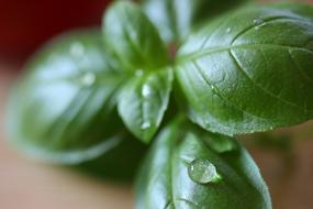 Italian Basil Herbs