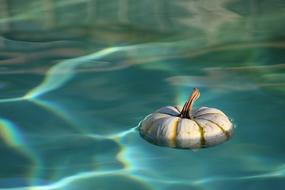 Wet Pumpkin in Water