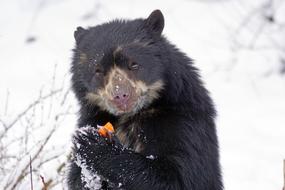Spectacled Bear Predator eat
