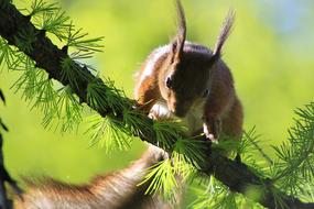 Squirrel Beauty Animal