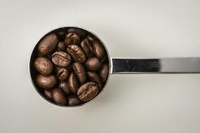 Beautiful, brown coffee beans in the shiny, metal pitcher, on the white surface
