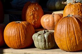 Pumpkin Hay Farm