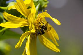 Hummel Flower Insect