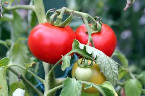 tomatoes in the garden close-up in a blurred background