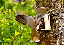 Pigeons Birds Food