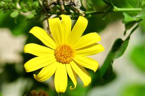 Nature Plant Summer