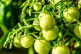 green tomatoes on a bush in a vegetable garden on a blurred background