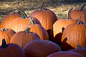 big Pumpkins on Hay outdoor