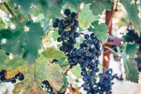 Clusters of the beautiful, dark blue grapes with colorful leaves