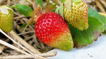 Strawberry Plant at Garden