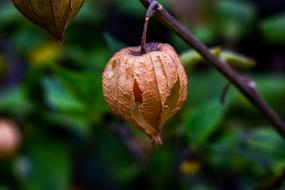 Fruit Leaf Nature