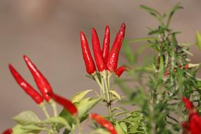 Hot Peppers Garden