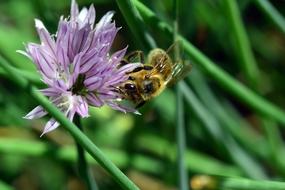 Chives Blossom close-up in blurred background