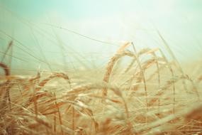 landscape of Wheat Grain field