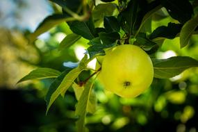 green ripe apple on a branch on a blurred background