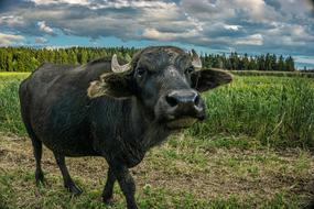 Beautiful and cute, black bull, among the colorful grass on the pasture, under the sky with clouds