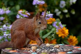 Close-up of the cute and beautiful, brown squirrel, near the colorful and beautiful flowers