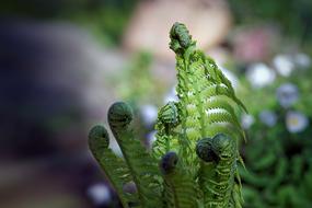 Spring Plant Green in a blurred background