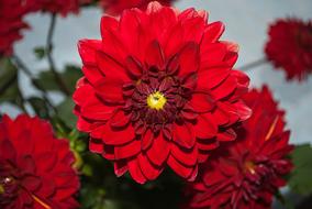 Dahlia Flower Red