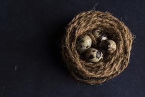quail eggs in the nest as still life