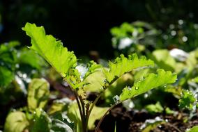 leafy green, kale plant on garden bed close up