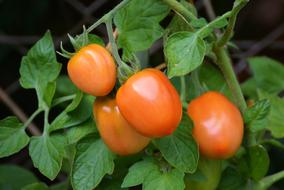 Tomatoes Roma Bush