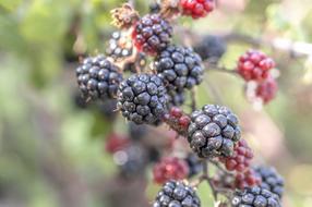 Fruit Berries at Nature