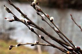 spring branches in blurred background