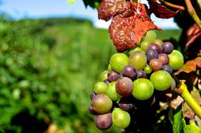 Close-up of the beautiful and colorful, shiny grapes with leaves, in sunlight