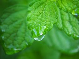 Lemon Balm Plant Herbs leaves