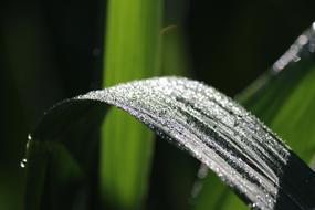 Close-up of the beautiful, green rose leaf in light, among the other plants