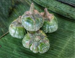 Thai Eggplant Green how exotic