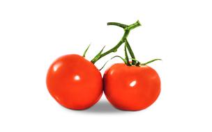 Beautiful, shiny, red tomatoes on the green branches with leaves, at white background, clipart