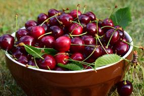 red Cherries Fruits in Bowl