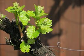 young vine sprouts on blurred background