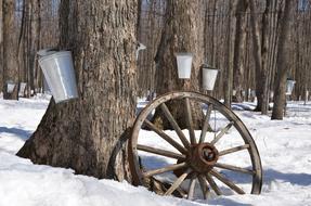 Wheel near the trees with buckets for collecting maple syrup, in the beautiful snow, in Canada, in the winter