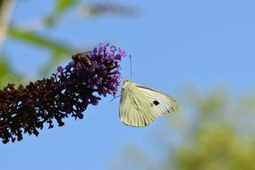 butterfly on a branch in nature on a blurred background