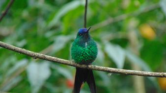 tropical hummingbird Birds at Nature Zoo