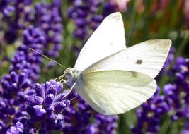 Close-up of the beautiful, white butterfly, on the beautiful lavender flowers