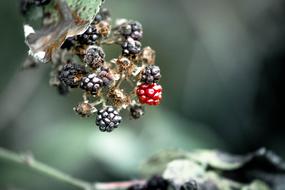 dark ripe berries on a branch on a blurred background