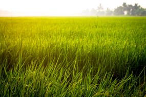Farm Rice Field
