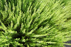 green Plant Leaf at Nature