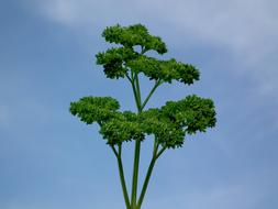 Parsley Green as a Seasoning