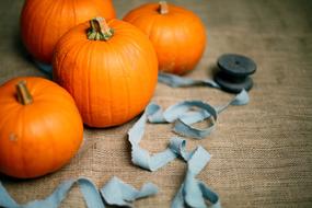 Close-up of the beautiful, orange pumpkins and cloth ribbon, on the Halloween